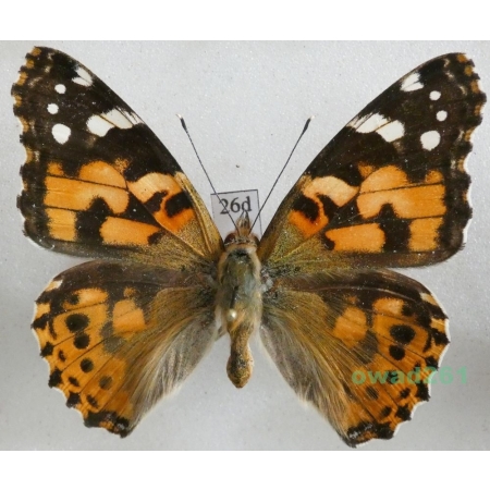 Vanessa cardui (Linnaeus, 1758) ex. ovo, Rusałka osetnik Czech26d